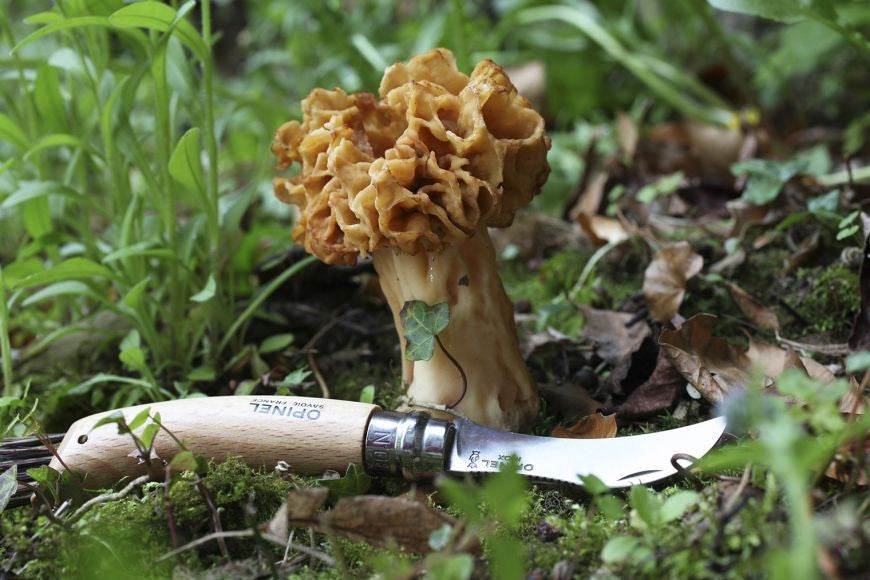 Opinel N08 Mushroom Beech Svampkniv - NatureLife